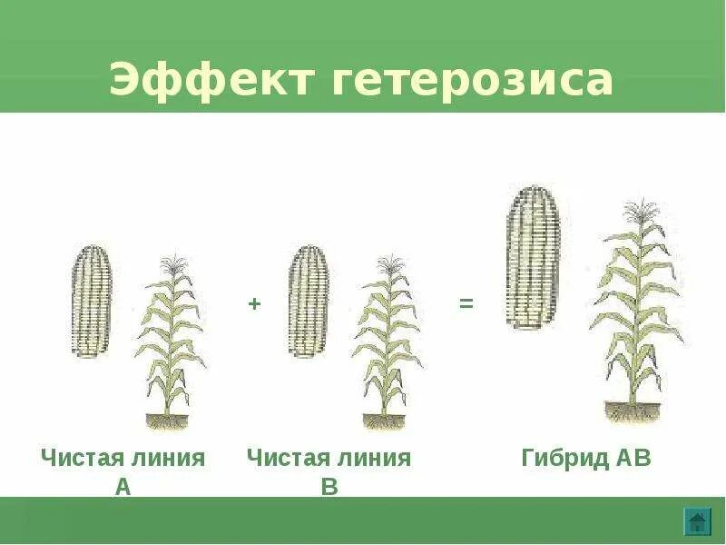 Чистые линии растения получают. Что такое чистые линии и гетерозис. гетерозис у растений. чистые линии растений. эффект гетерозиса чистые линии.