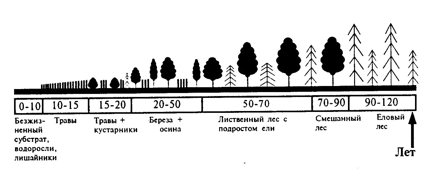 Первичная сукцессия схема. Фазы сукцессии схема. Экологическая сукцессия схема. Первичная и вторичная сукцессия. Последовательность этапов сукцессии