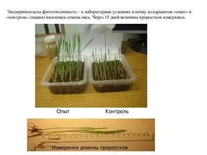 Исследователь поместил растения овса