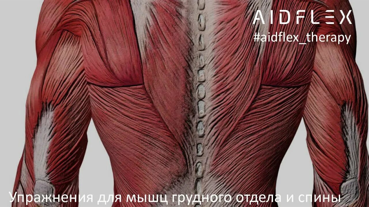 Мышечный тяж. Мышцы спины анатомия. мышцы спины медунивер. мышечный корсет позвоночника. анатомия спинных мышц.