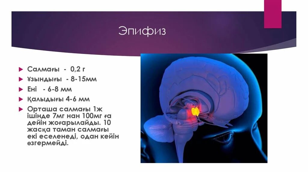 Пинеальная железа это. Строение мозга человека эпифиз. Шишковидная железа. Эпифиз строение и функции. Шишковидная железа (эпифиз).