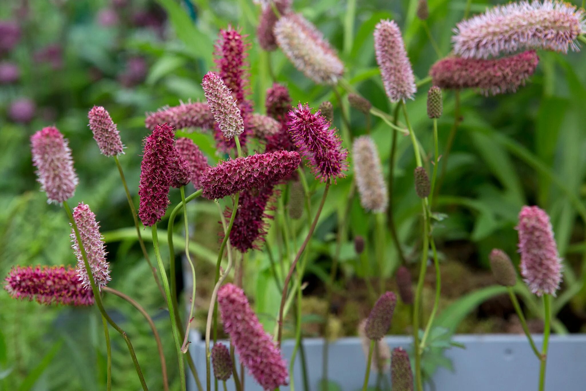 Кровохлебка Pink Tanna. Кровохлебка officinalis ’Tanna’. Кровохлебка Сангвисорба. Кровохлебка obtusa.