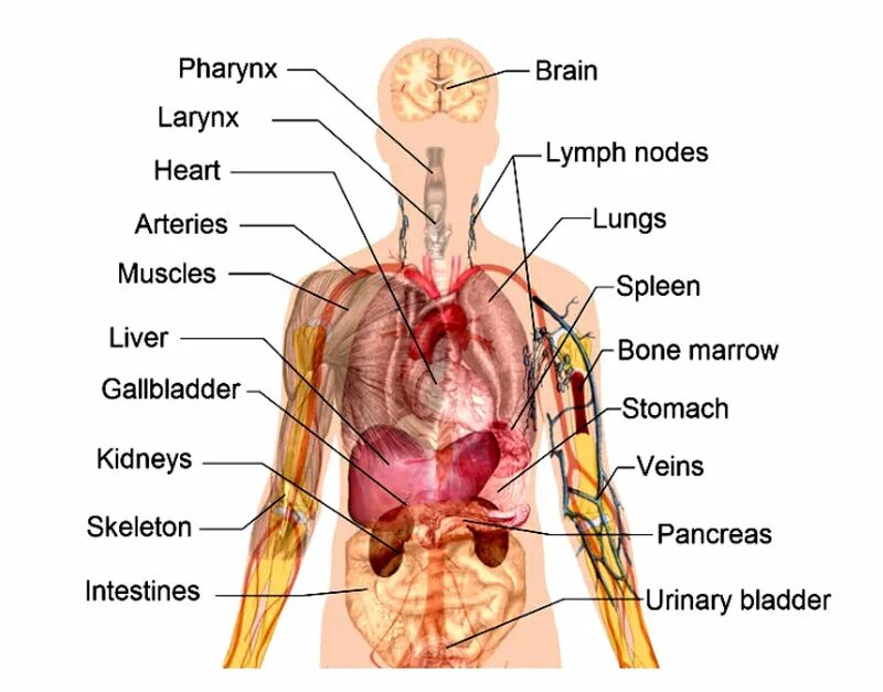 Internal parts. Внутренние органы на английском языке с переводом. Органы человека на английском. Органи на английском языке. Внутренние органы человека на англ.