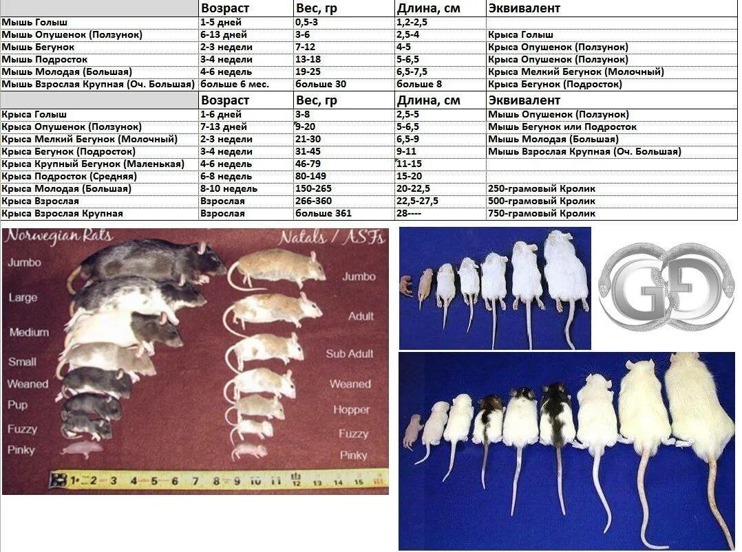 Сколько весит самка. Размеры крыс по возрасту таблица. Возраст крысы и человека таблица. Размеры кормовых крыс. Возраст и размер мышей.