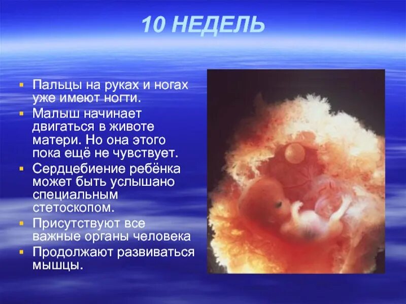 Во сколько недель бьется сердце у ребенка. Сердцебиение ребёнка в животе. сердце эмбриона начинает биться. на какой неделе у эмбриона начинается сердцебиение. сердце ребенка в утробе.