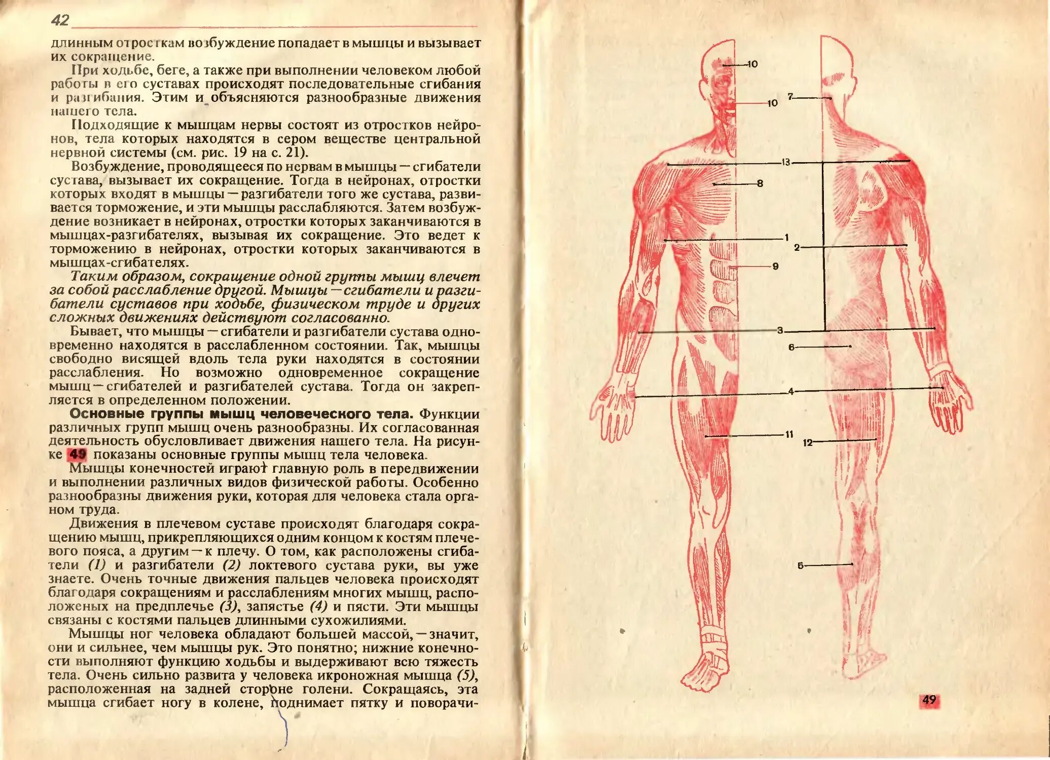 Анатомия и физиология человека. Учебник по анатомии и физиологии. Анатомия человека и физиология человека. Анатомия человека физиология человека гигиеной. Анатомия человека пособия