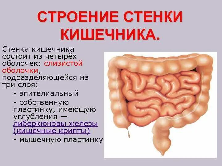 Строение тела человека кишечник. Строение кишечника человека. Кишечник человека для детей. Тонкая кишка ребенка