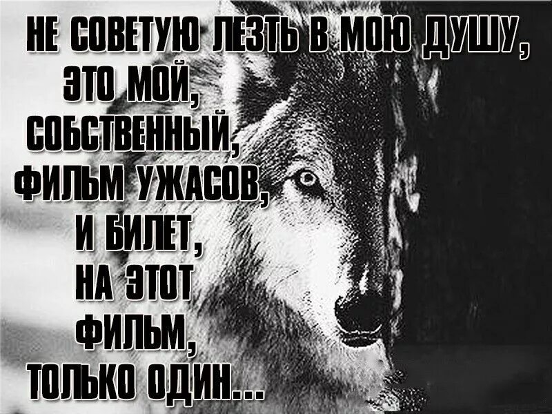Про жизнь волков. Цитаты волка. Волк одиночка цитаты. Фразы про Волков со смыслом. Статусы с волками со смыслом.