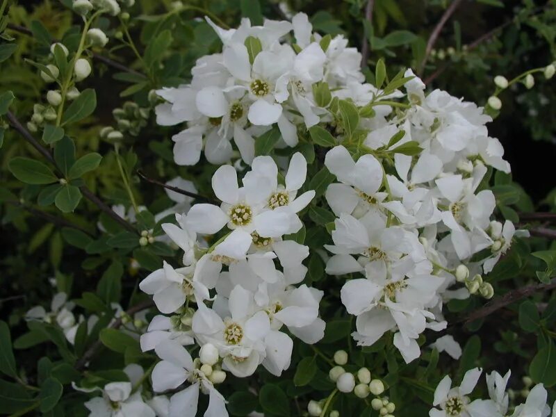 Кустарник экзохорда описание. Exochorda racemosa. экзохорда зе брайд. экзохорда кистистая. экзохорда кистистая (exochorda racemosa) p9.