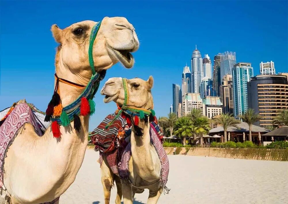 Арабские страны путешествия. Бедуины ОАЭ. Верблюд сафари Дубай. Дубай Восточная сказка. Бедуины Абу Даби.
