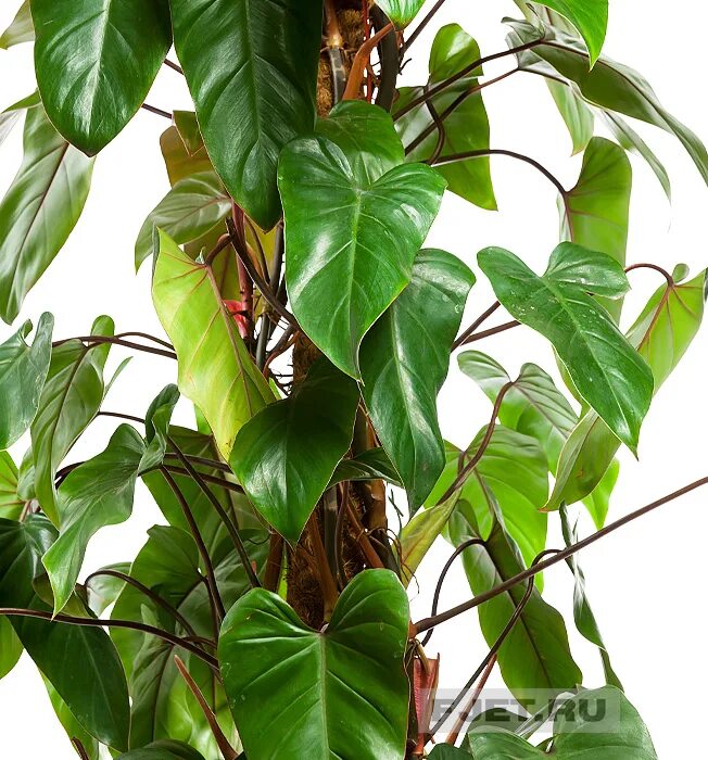 Филодендрон ред эмеральд. Philodendron red emerald филодендрон. Филодендрон эмеральд. Филодендрон рэд эмиральд. Филодендрон эмеральд грин.
