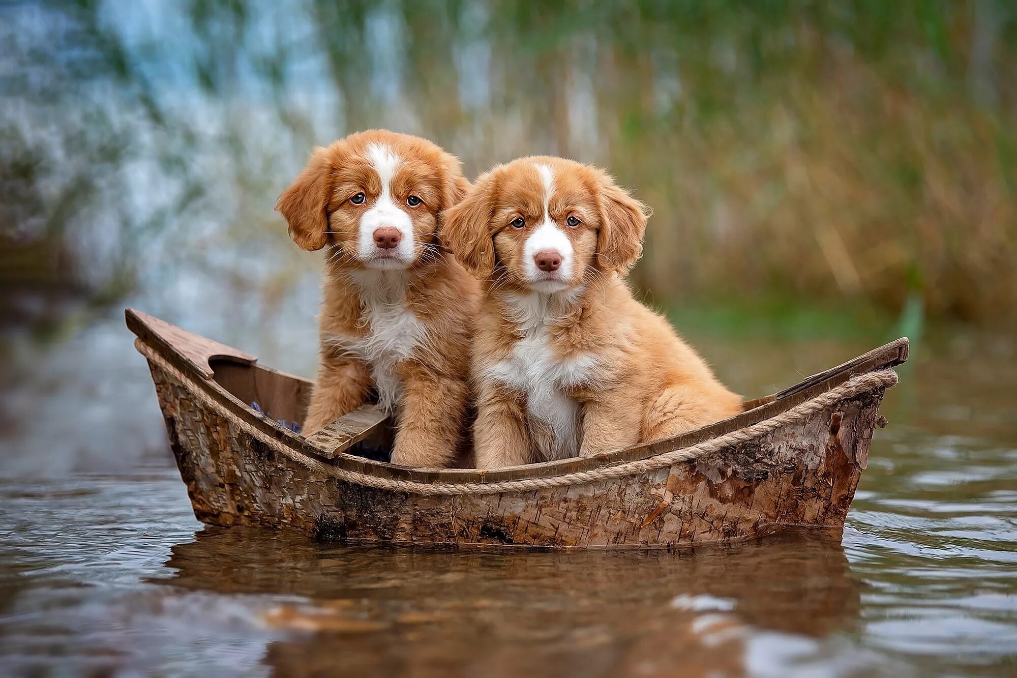 Новошотландский ретривер. Собака в лодке. Лоток для собак. Две собачки.