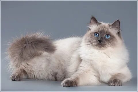 Фотографию кошки невская маскарадная