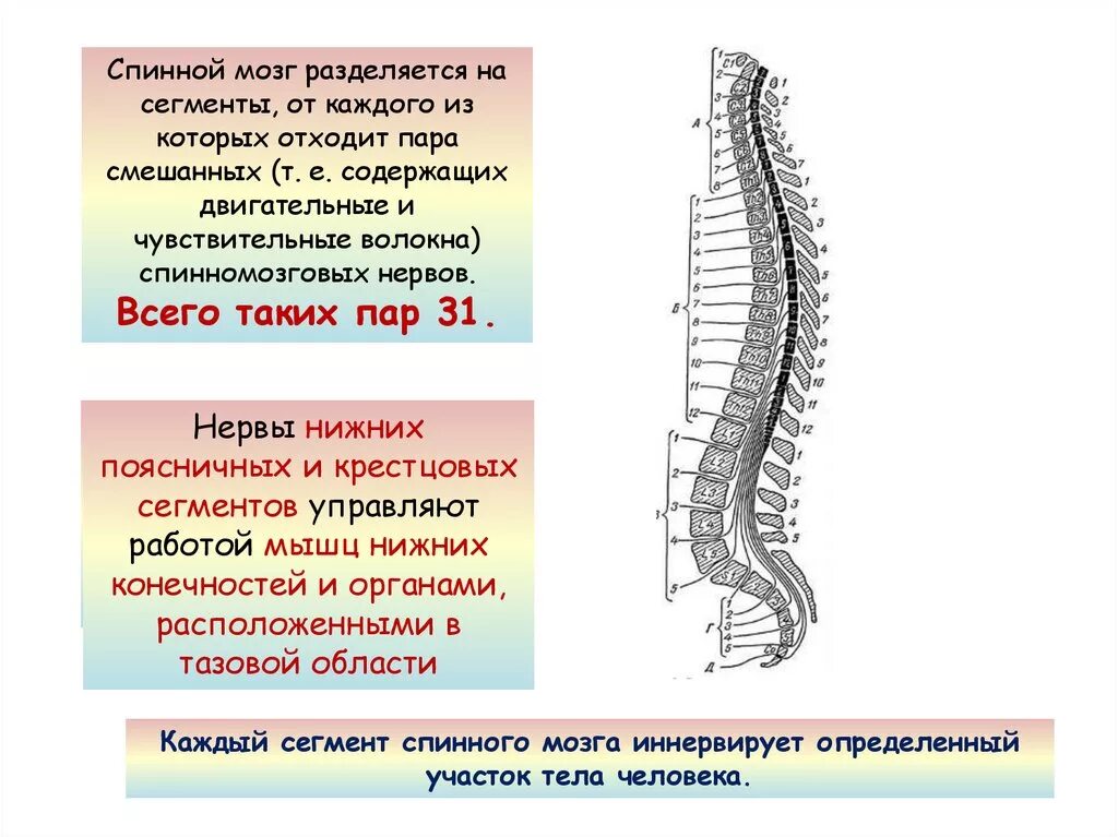 Спинной мозг 31 сегмент пара. Крестцовый отдел спинного мозга сегменты. Функции шейных сегментов спинного мозга. С1-с4 сегментов спинного мозга.