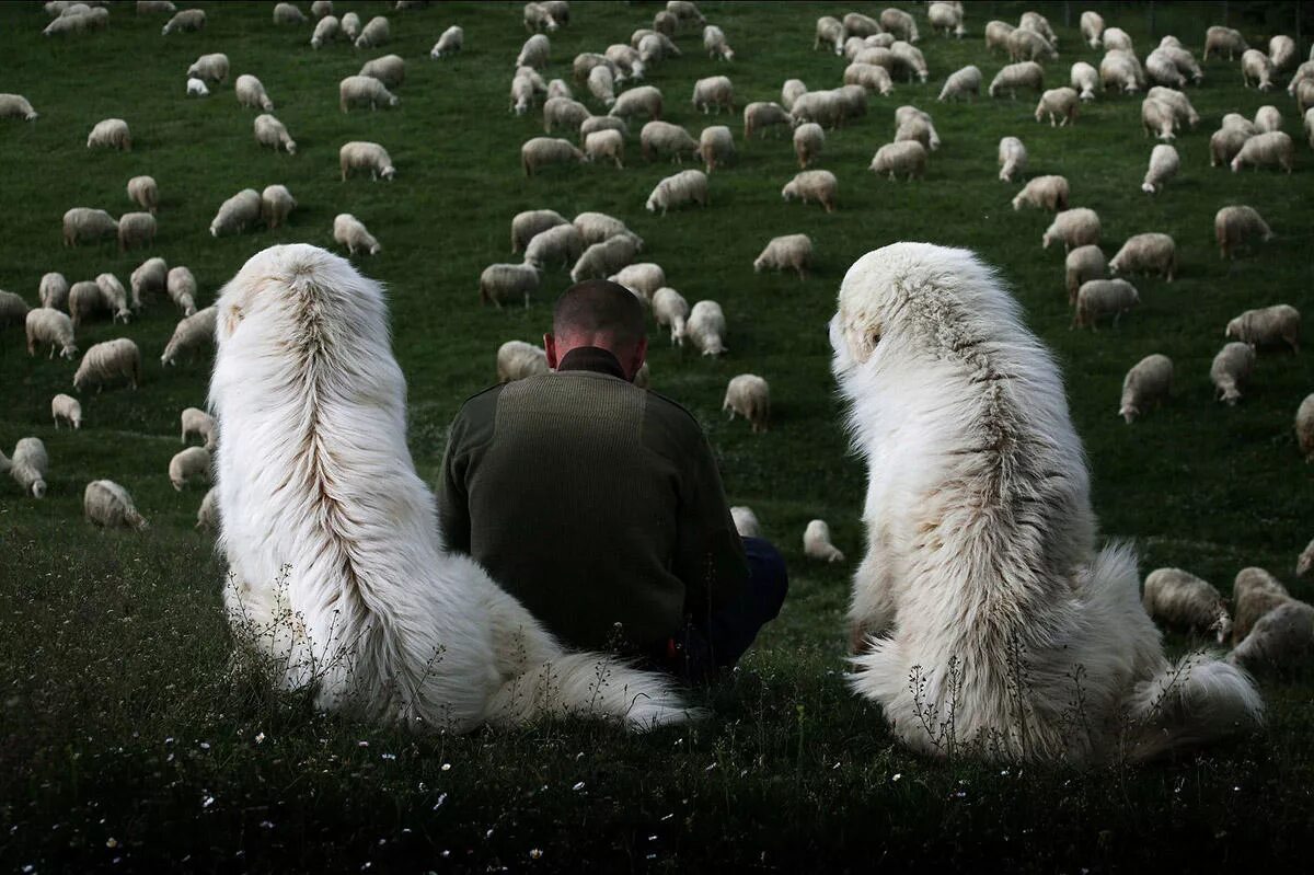 Пасу овечек. Чабан с отарой овец. Пастух Чабан. Пастух с овцами. Собака пастух.