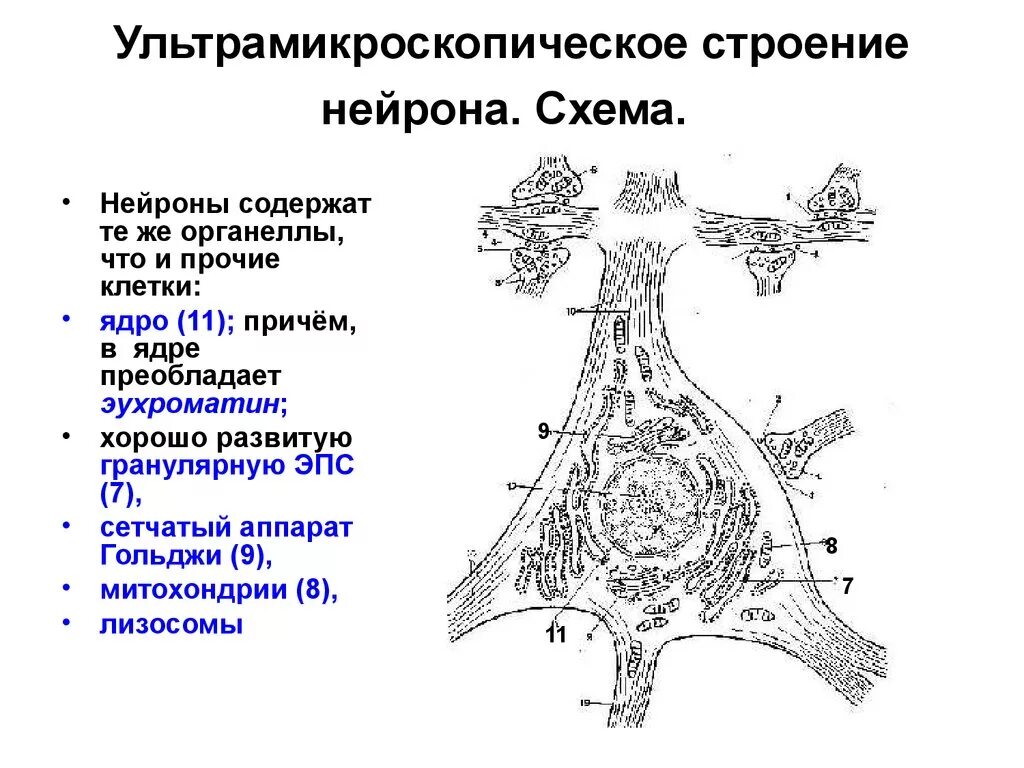 Картинки ФУНКЦИИ ОРГАНОИДОВ НЕРВНОЙ КЛЕТКИ
