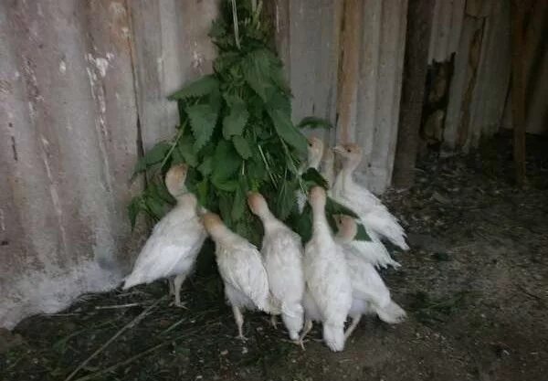 Трава для кур несушек. Лебеда цыплятам. Трава для курей. Что нельзя давать курам. Куры едят крапиву.