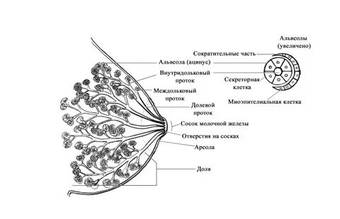 Железы около соска