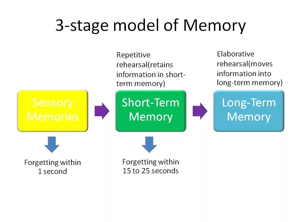 You are of memory. Long short term memory модели. long term memory working memory. short-term memory, and long-term memory. models of memory.