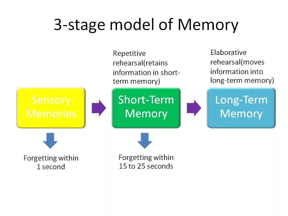 Short memory. Long short term Memory модели. Long term Memory working Memory. Short-term Memory, and long-term Memory. Models of Memory.