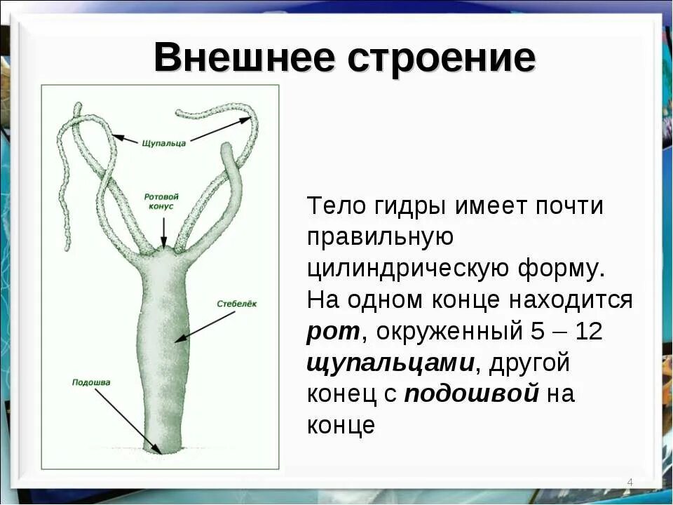 Гидра схема. Пресноводная гидра особенности. Строение клеток кишечнополостных. Особенности пресноводной гидры. Пресноводная гидра особенности.