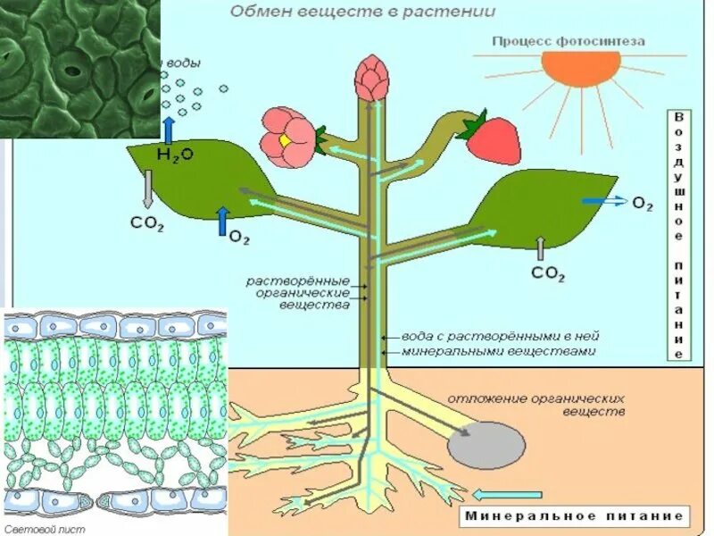 Питание растворенными минеральными веществами. Схема фотосинтеза у растений биология. Схема обмен веществ у растений биология 6 класс. Схема передвижения питательных веществ по растению. Схема передвижения веществ у растений.