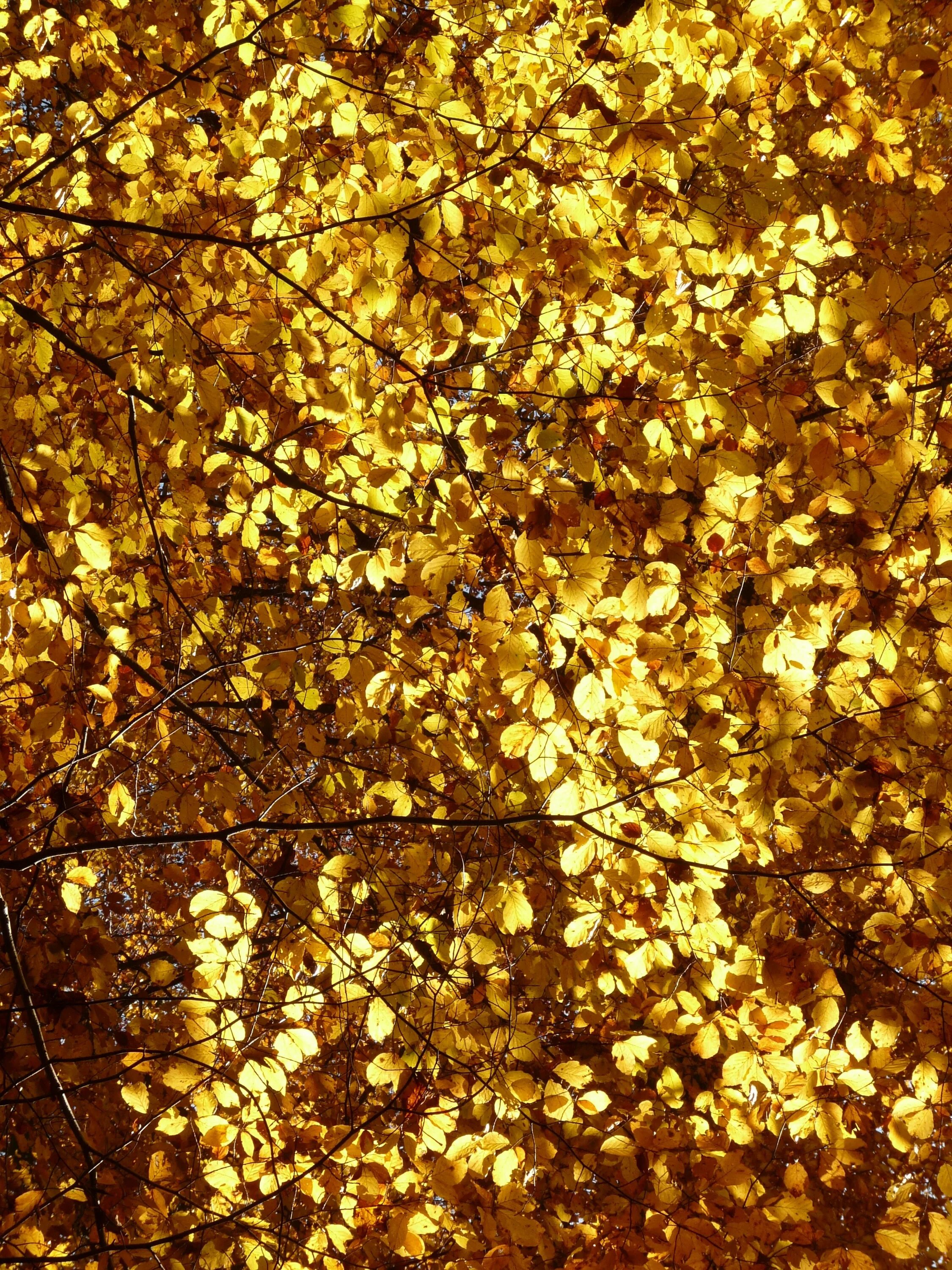 Цвет золотое дерево. Золотое дерево. Дерево с золотыми листьями. Золотое дерево цвет. Дерево на золотом фоне.