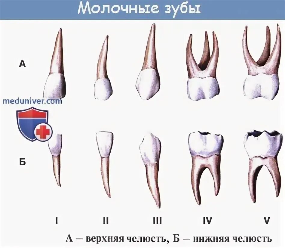 Молочный зуб четверка строение.