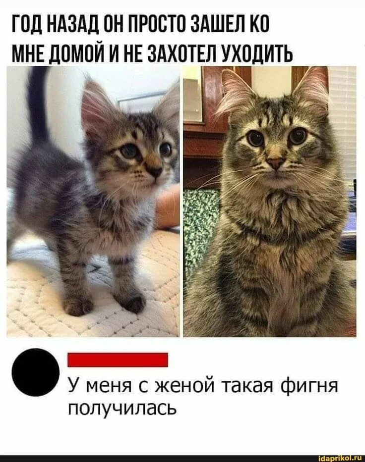 Котенок вырос. Котята до и после. Коты маленькие и взрослые. Котята которые выросли. Быстро просто кошка