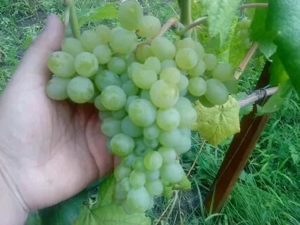 Сверхранний виноград описание сорта фото