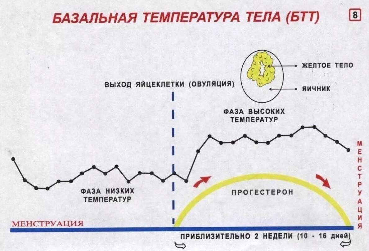 График базальной температуры менструационного цикла. Овуляторный цикл график базальной температуры. Измерение базальной температуры 2 фазы цикла. Измерение базальной температуры для определения овуляции.