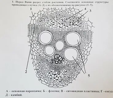 Проводящий рисунок