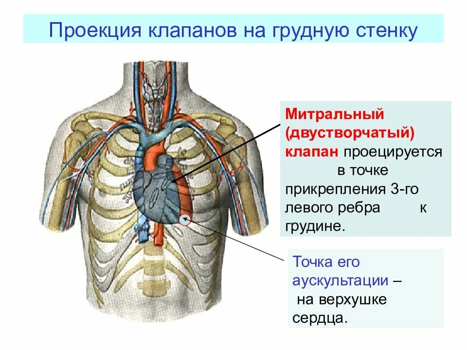 Проекция сердца на переднюю стенку грудной клетки. Точки проекции клапанов сердца. Проекция клапанов сердца на грудную клетку. Проекции клапанов Серда на грудную клеткк. Клапаны сердца на грудной клетке