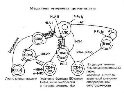 Виды отторжения