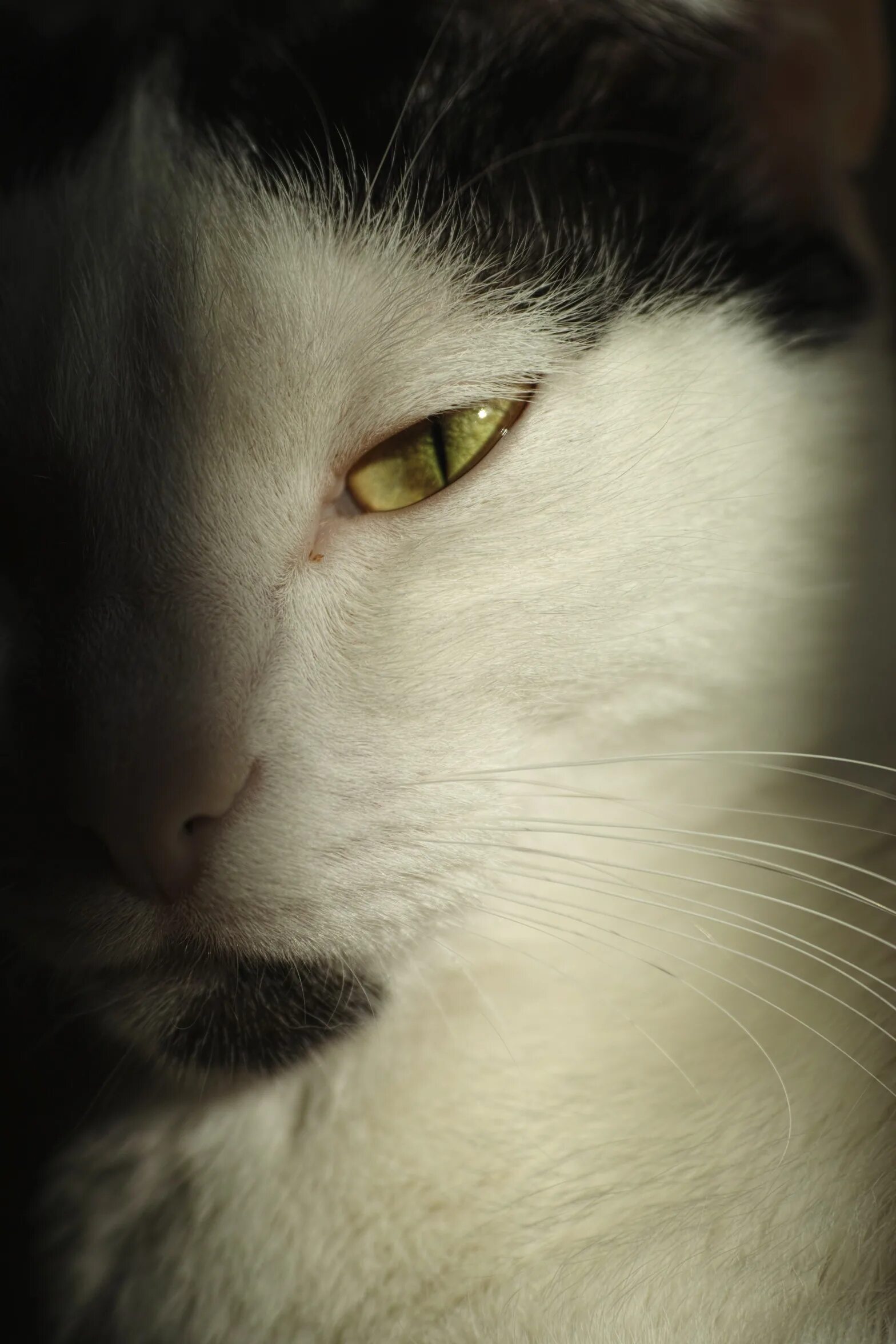 Кот ослеп. Слепой белый кот. слепые коты глаза. морда серьезного котенка. серьёзные фото кошек.