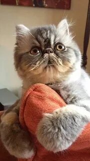 Коты со сплющенной