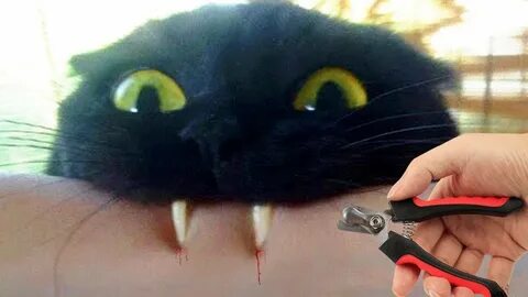 Челлендж коты не засмейся