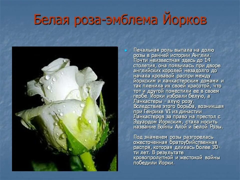 Белые розы смысл. Сообщение про белую розу. Белые розы что символизируют.