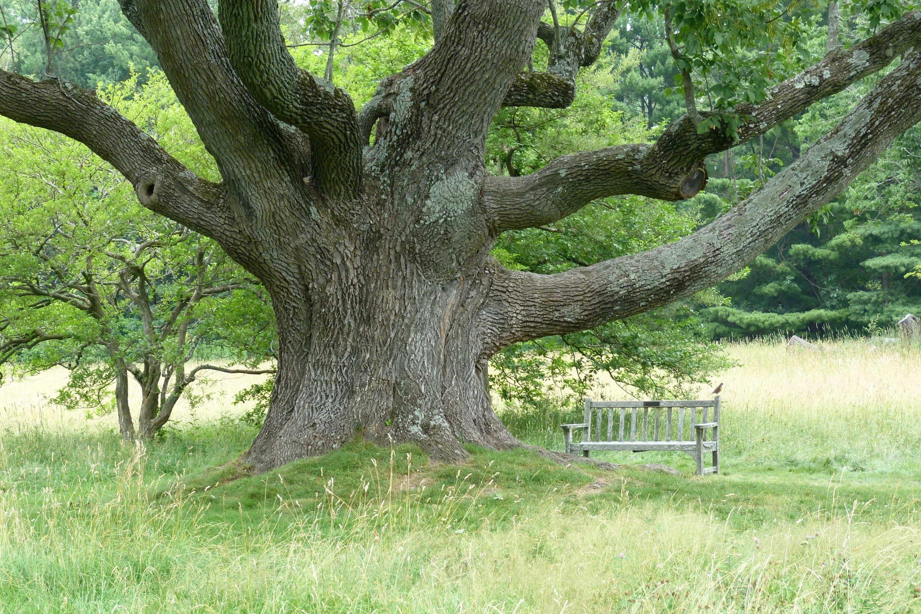 Tree us
