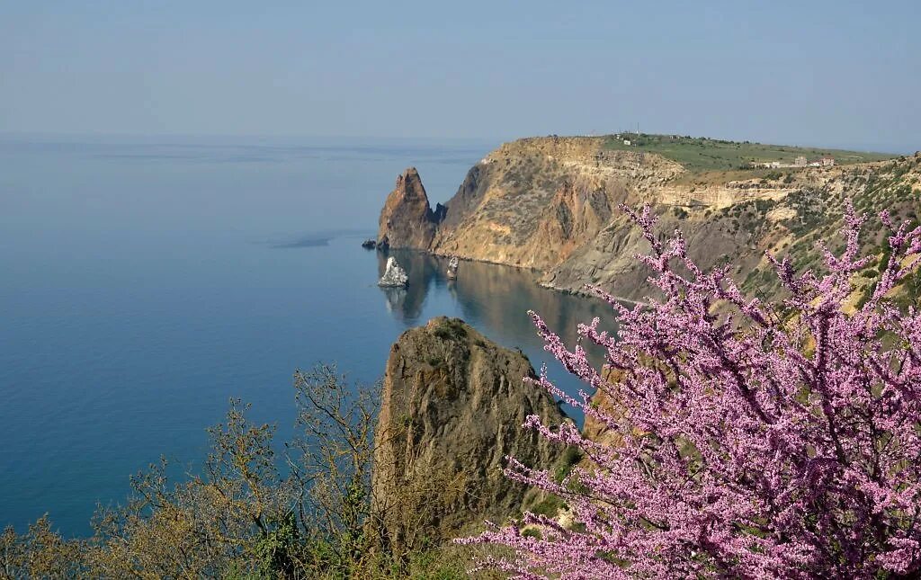 Крым мыс Фиолент цветы. Мыс Фиолент весной. Глициния мыс Фиолент.