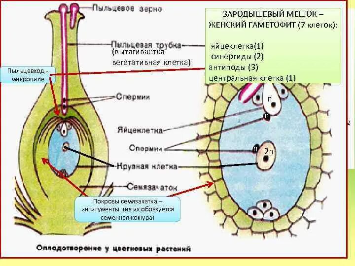 Женский гаметофит зародышевый мешок. Строение зародышевого мешка цветковых растений. Строение пыльцевого зерна покрытосеменных. Схема образования и развития зародышевого мешка. Строение зародышевого мешка.