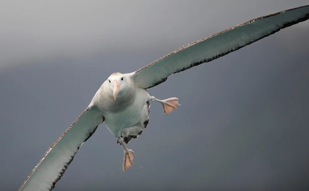Самое длинное крыло. Альбатрос размах крыльев. Альбатрос размах крыльев 3 метра. Самый большой размах крыльев у птиц. Самые большие Крылья у птицы.