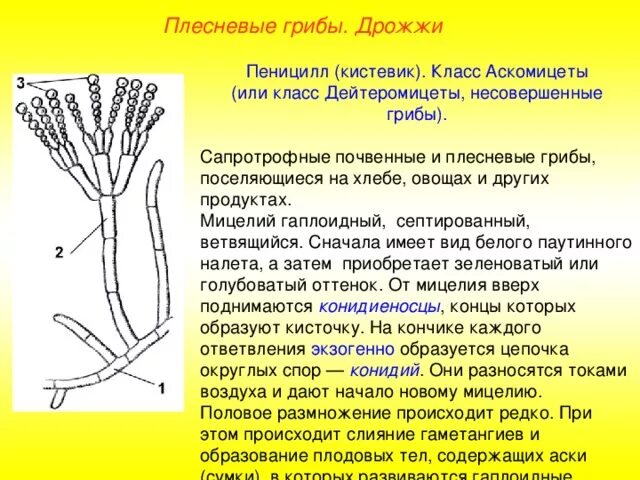 Размножение грибов мицелием. Дейтеромицеты пеницилл. Аскомицеты строение мицелия. Строение мицелия пеницилла. Конидиеносцы пеницилла.