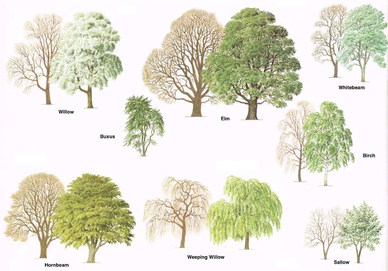 Kinds of trees