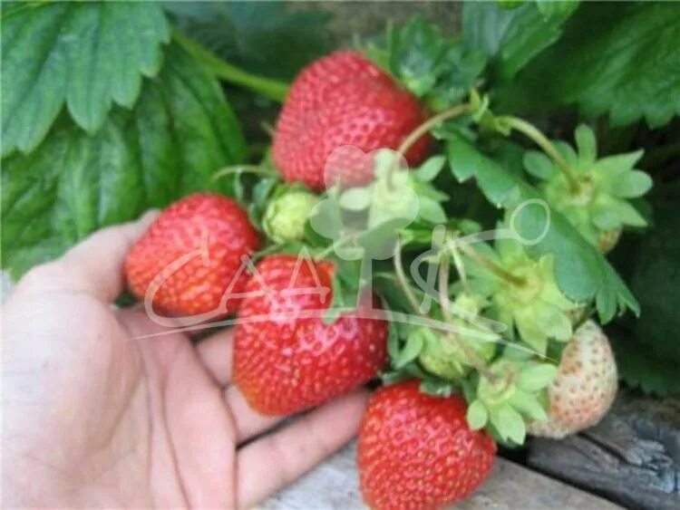 Fragaria daltoniana. Земляника сладкоежка ремонтантная. Клубника партенопа. Клубника мамах. Клубника мамах.