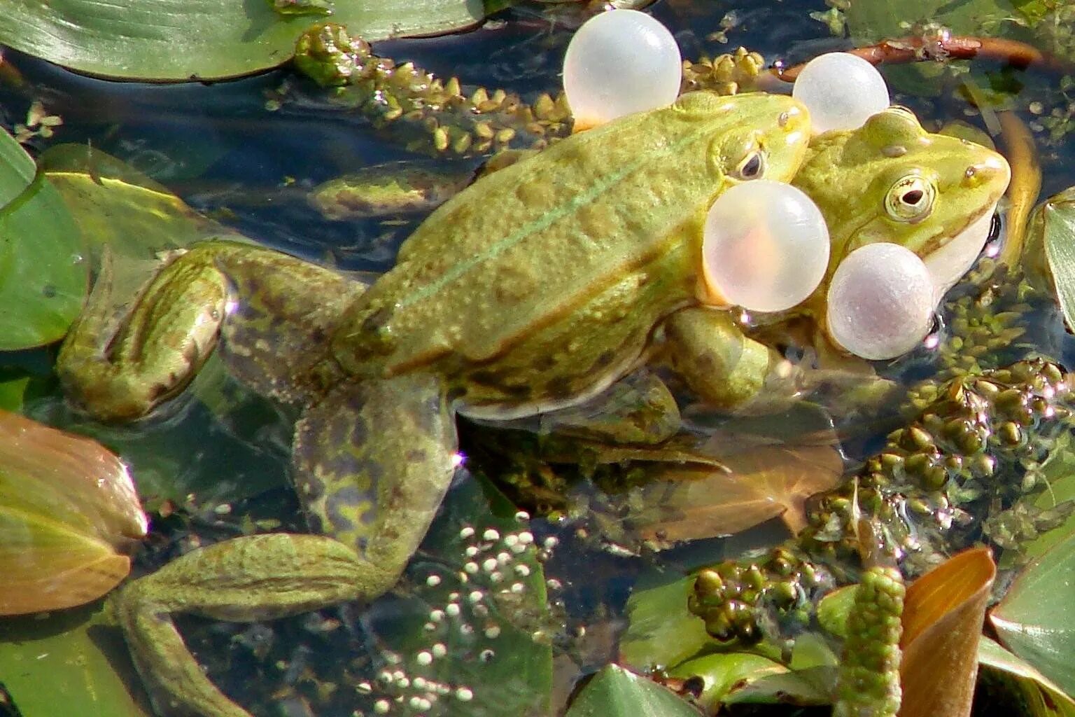 Водоросли лягушка. Головастик прудовой лягушки. Головастик Озерной лягушки. Квакша обыкновенная икринки. Лягушка съедобная (Rana esculenta).