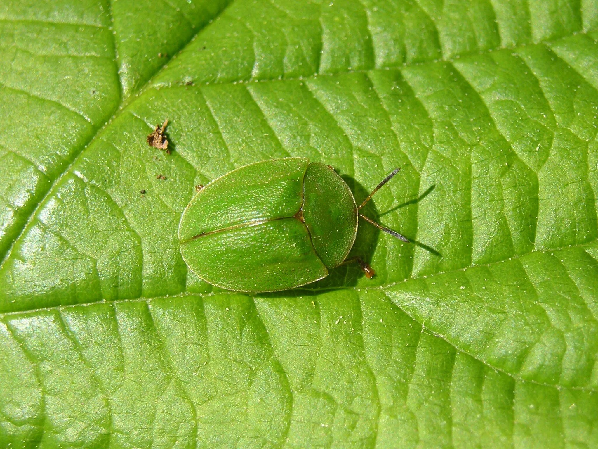 stink bug stuffed animal for Sale,Up To OFF73