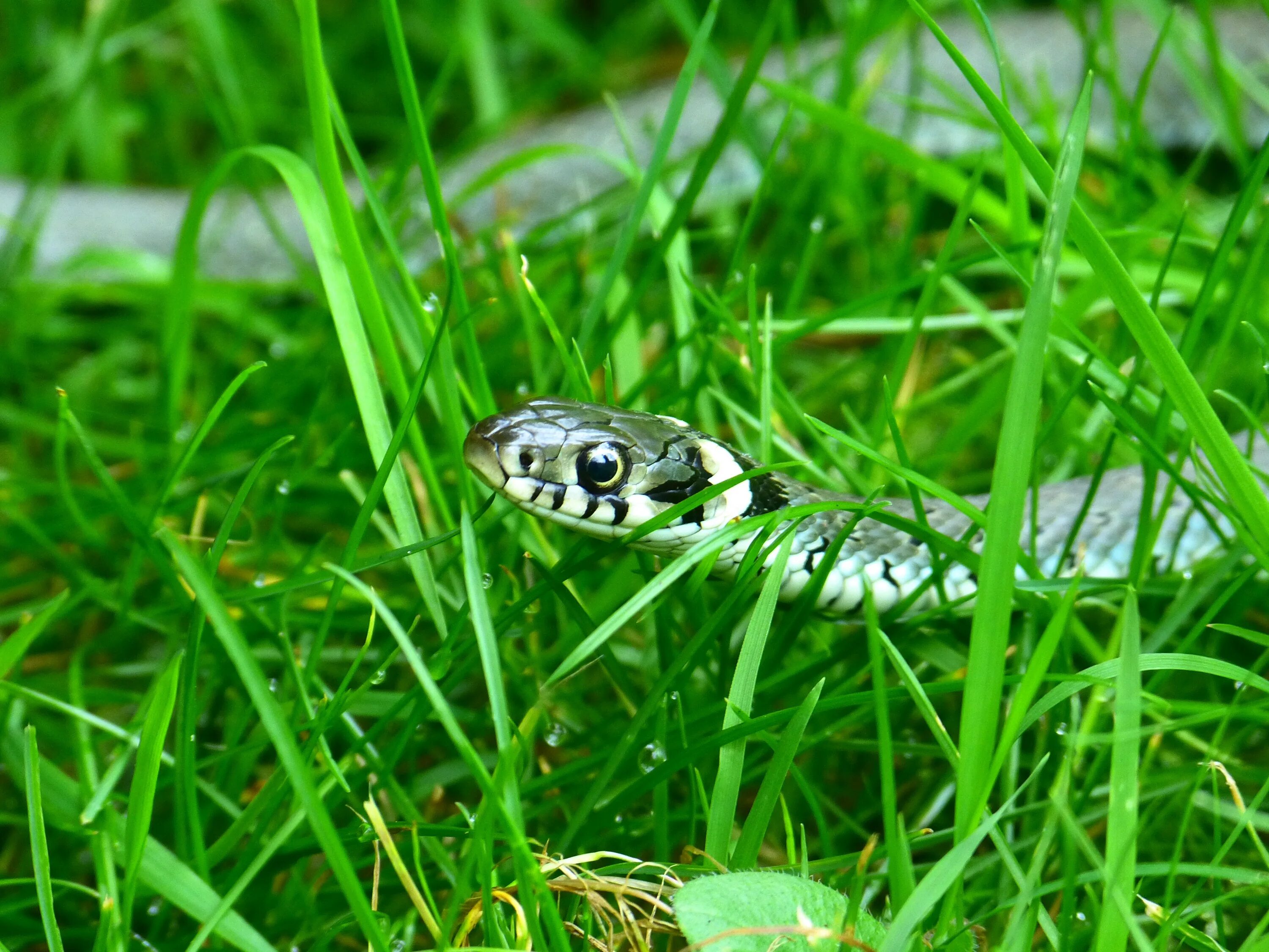 Grass snake. Травяная змея Natrix Natrix. Змея гадюка обыкновенная в траве. Обыкновенный уж. Килеватый травяной уж.