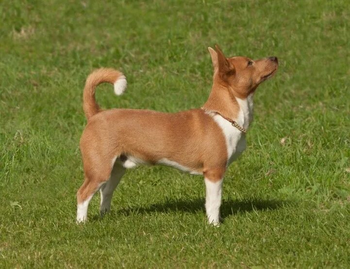 beagle Best dog breeds, Dog breeds, Beagle dog