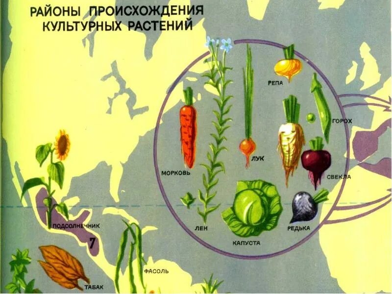 Растительное происхождение биологическая. Многообразие культурных растений. Культурные растения. Культурные растения биология. Культурное растение рисунок.